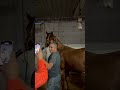 terapia equina. validando sensibilidad del caballo