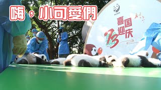 《熊貓主題趴》迎國慶 2022年新生大熊貓亮相成都 | iPanda熊貓頻道