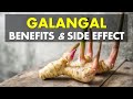 Galangal Benefits and Side Effects, Source of Antioxidants and Fight Inflammation