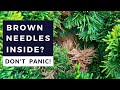 Evergreens Turning Brown Inside: Don't Panic!