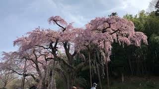 満開です！紅枝垂地蔵桜　福島県郡山市中田町にて　2022年4月13日