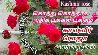 Kashmir rose growing tips|காஷ்மீர் ரோஜா வளர்ப்பு டிப்ஸ்