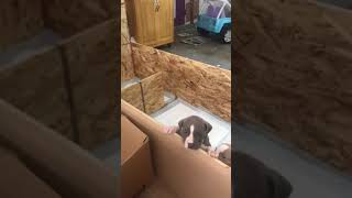 Pit bull puppies- 4 week old