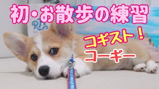 初めてお散歩の練習をしたらコギストしてしまったコーギー犬の子犬　-corgi puppy-