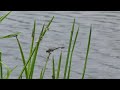 ウチワヤンマ（sinictinogomphus clavatus）　　2011 video 03