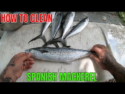 Is Spanish mackerel from Spain?