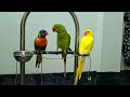 indian ringneck parrot playing