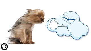 Why Does the Wind Blow?