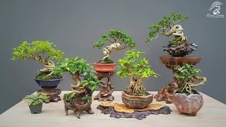 Small mame bonsai Premna Microphylla collection by Natee | Bonsai Thailand