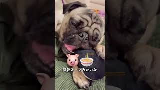 愛犬にオモチャが臭うこと教えてみたwwwww#pug #dog #shorts #パグ #犬のいる暮らし #ぱぐち #マヌケ舌