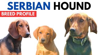 Serbian Hound Breed Profile History - Price - Traits - Balkan Hound Grooming Needs - Lifespan