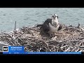 Osprey chicks hatch in Huntington Lighthouse nest