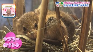 【うみの杜にっき】日本最少ネズミがナゼここに？【ミヤテレ】