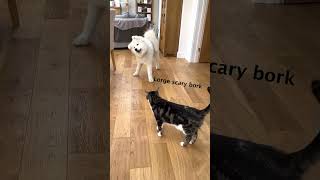 Samoyed vs Cat...