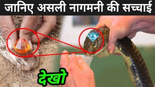 नागमणि का असली सच जो आपसे छिपाया गया | Nagmani Ka Rahasya | Real Naag Mani Video