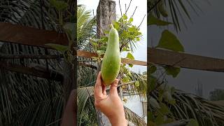 আমার বাগানের প্রথম লাউ🤣#nature #ytshorts #reels