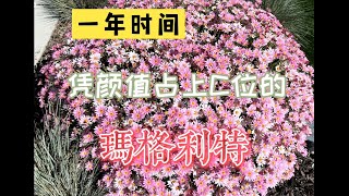 玛格丽特凭颜值一年成为花园C位，值得拥有！Marguerite Daisy