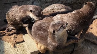 麻袋の肌ざわりがたまらない〜！わちゃわちゃコツメカワウソ 【愛知県 豊橋のんほいパーク】