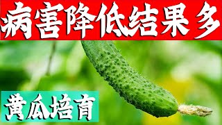 黄瓜整枝打杈这样做，病害少，结瓜多，太实用了【付老师种植团队官方频道】