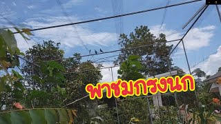 พาชมกรงนกธรรมชาติ | อาณาจักรนก | การเลี้ยงนกหงส์หยก