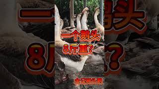 记录我的农村生活 #黑天鹅#duck