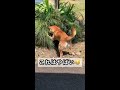 やばすぎる！ 柴犬好きには一瞬に全てが詰まった完璧過ぎる最高の動画かも😂 shorts 柴犬 癒し かわいい 衝撃 最高 おもしろ動画 爆笑 ペット やばい shibainu