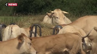 Sécheresse : le désarroi des agriculteurs