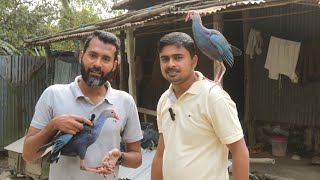 পাবনা সুজানগরে বিশ্ববিদ্যালয় পড়ুয়া ছাত্রের শখের কালিম পাখির খামার | কালিম পাখি পালন পদ্ধতি BD Krishi