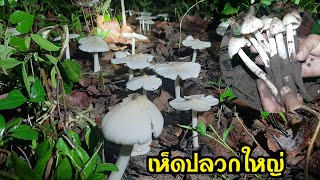 🍄เก็บเห็ดปลวกใหญ่ วันสุดท้ายก่อนเห็ดวาย หมานๆ ครับ | 6 มิ.ย 65