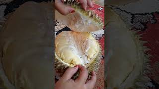 Durian harga 310.000 apakah montong?? #durianmotong