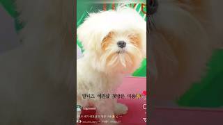 하늘에서 내려온 아기천사👼 애견샵 첫미용하는날 #grooming #maltese #dog #puppy