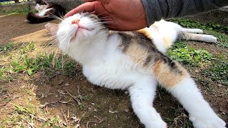 自販機前で寝そべっていた野良猫をナデナデしてみた