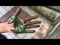 ഇല കൊണ്ട് നമുക്കു ഒരു mehndi design ചെയ്താലോ simple mehndi design leaf design