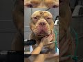 Largest XL Bully is actually a big baby ❤️ Wholesome Moments #shorts #cutedogs #dogsoftiktok