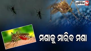 ଡେଙ୍ଗୁକୁ ରୋକିବ ମଶା...