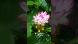 Forest Turmeric Plant Flowering