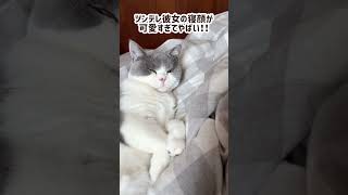 ツンデレ彼女の寝顔が可愛すぎてやばい/// #shorts #ねこのいる生活 #ねこ