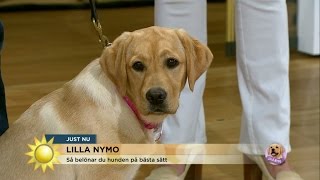 Lilla Nymo - så tränar du hunden med belöningar - Nyhetsmorgon (TV4)