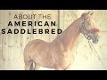 About the American Saddlebred