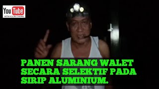 Panen sarang walet pada sirip aluminium secara selektif.