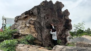 Processing Giant Tree Worth $3.6 Million Found At The End Of The Ice Age