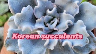 Echeveria crispate beauty (how to buy Korean succulents directly)