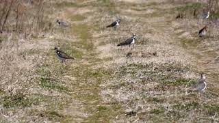 【一分動画】🐤 鳥シリーズ　タゲリ Northern Lapwing　（チドリ科）②　農耕地で見られる鳥　　　　　　　　　　＃日本の野鳥＃タゲリ＃チドリ科