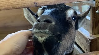 癒しヤギきなこ 手作りヤギ牧場 吉懸牧場 2020年12月20日　Goat kinako