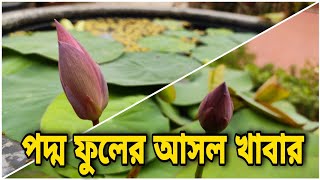 জলপদ্ম ফুলের আসল খাবার,100% আপনার গাছে আনবে ফুল || Lotus special food ||