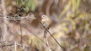 宮ヶ瀬湖 早戸川林道のベニマシコ（雌）その１１０（4K60P動画）