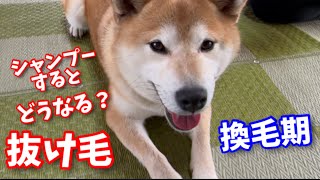 【柴犬】換毛期直前のシャンプー！プロにお任せしました！