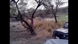 Woman got about to die due to fear of The Tiger in ranthambore