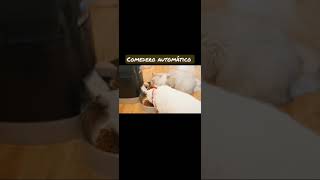 Comedero automático para perros y gatos. #shorts #gato #perro #comedero #comidaparaperros