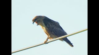 ノスリ　ペリット吐き　Pellet spitting, Eastern Buzzard　Buteo japonicus